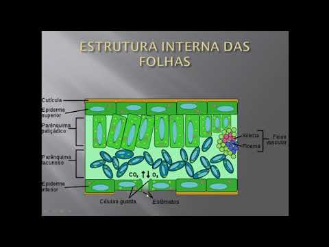 Estrutura Interna das Folhas e suas Adaptações