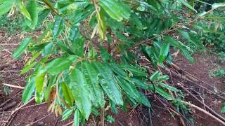 preview picture of video 'Sau một thời gian trồng sầu riêng Musangking |Giống sầu riêng Malaysia|'