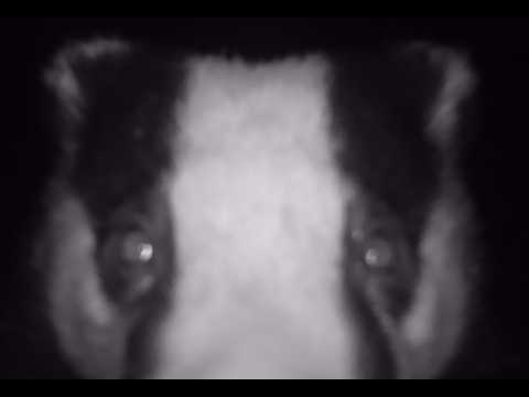 Carnivore championship - Ragadozók Pomázon