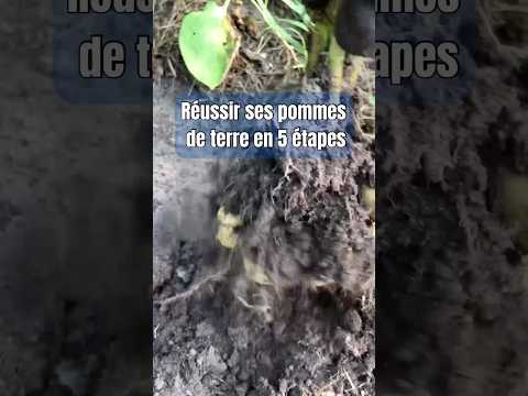 Grow Easy Potatoes: 5-Step Garden Guide