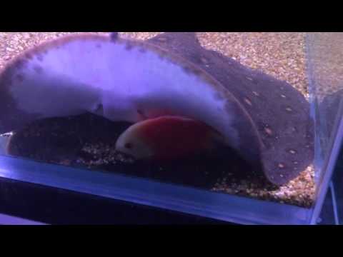 Discus fish Trapped under a huge stingray!