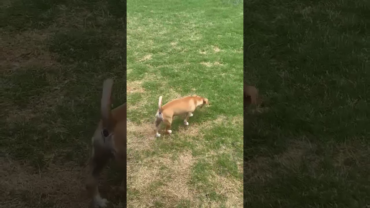Enlarge Luna, an adopted mixed breed in Seguin, TX video 6/6