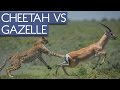 Amazing Moment Cheetah S Dinner Fought Back