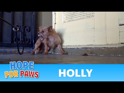 Animal Rescue: Story of Holly...
