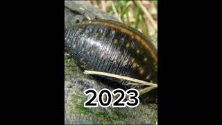 2023 Leech and 5000bce leech ||History shorts || shorts