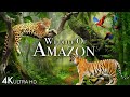 Wildlife of Amazon 4K - Animals That Call The Jungle Home | Amazon Rainforest | 4k Relaxation Film