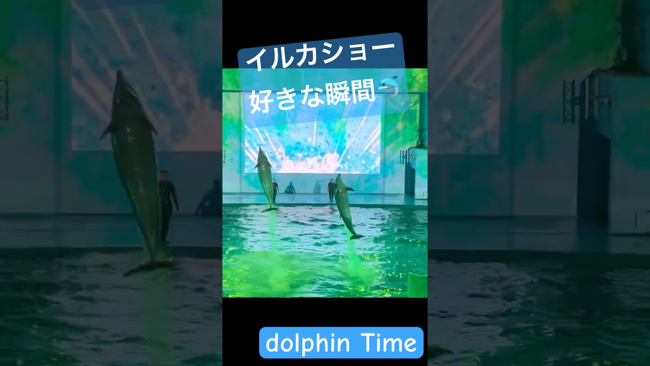 好きな瞬間 #aquarium #dolphin #animals #1人時間 #イルカ#relaxing #japantravel #japantravelguide #japan #水族館 #日本