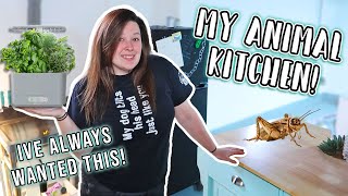 Reptile Room Kitchen! // My Animals have their own Kitchen!