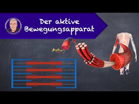 The active musculoskeletal system