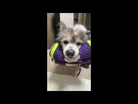 茶太郎くん犬用車椅子でまったり