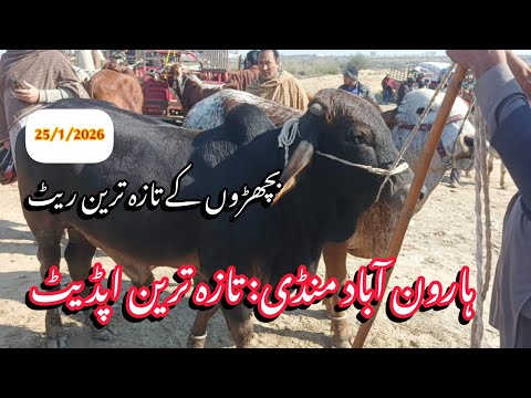 Haroonabad Mandi Update 2026 | Bachra Rate Today | Qawi Baba Mandi Bahawalnagar Live 🐂