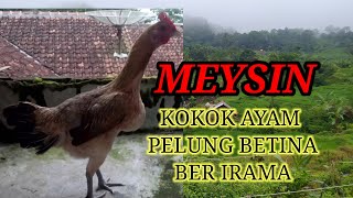 Download lagu Kokok ayam pelung betina mp3 Download lagu Kokok ayam pelung betina mp3
