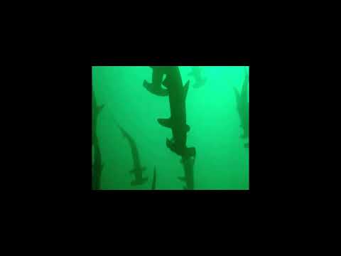 {FREE} Osirus Jack x Lesram Type Beat ''SOUS-MARIN'' (prod chinr)