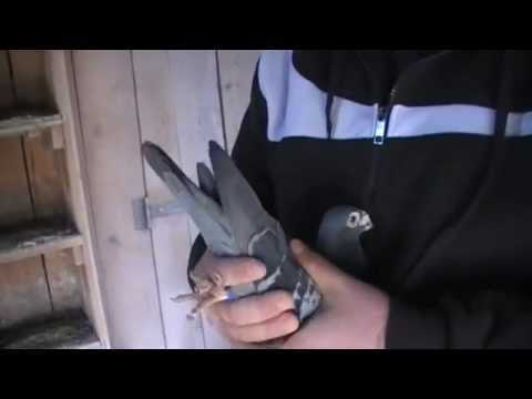 Oros Bogdan - Prezentarea mascului de baza de la reproductie