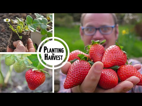 How to Grow Strawberries from Planting to Harvest 🍓🍓🍓🍓🍓