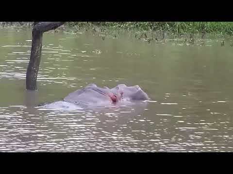 Djuma: Hippo resting by log in the dam - 05:44 - 02/14/2023