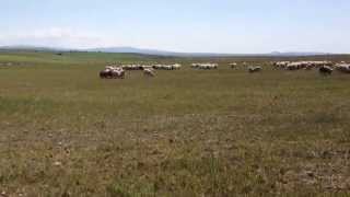 Nuevo ataque de buitres en Vega de Santa María