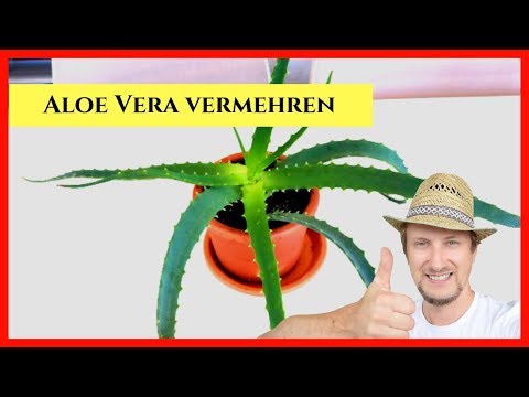 , title : 'Aloe Vera vermehren Stecklinge 🔴'