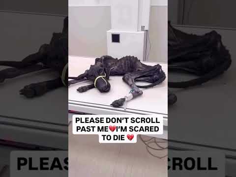 For any help consider donating link in bio to save a stray life in Los Angeles#usashorts#saveladogs