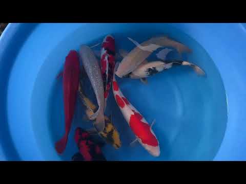 202311 SP-A190 1 Maruhiro Nisi Mistura Selecionada 34-39 cm PEDIDO