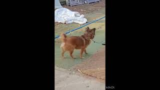 Video preview image #1 Papillon-Unknown Mix Puppy For Sale in Seattle, WA, USA