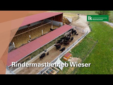 Wieser family cattle fattening farm