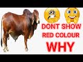 DONT SHOW RED COLOUR TO BULLS BULLS KO RED COLOUR DEKHAANA NAHI
