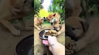 Cachorrinho Fofo Finalmente Conseguiu Comer 🐶❤️