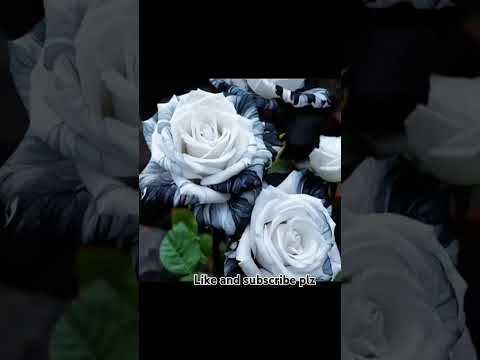 Punjab flower#punjabisong