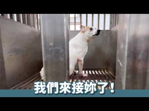 瞎眼老狗在收容所狂轉圈到腳破皮...我們決定接她回來！｜頻道會員救援計畫