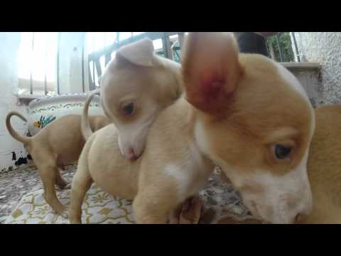 The sweetest minute of your life. Podenco Puppies!