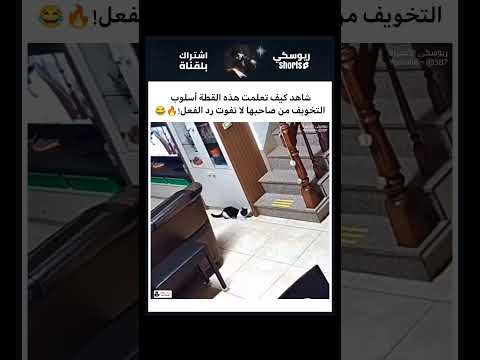القطة تعلمت فن التخويف! 😂🔥#شورتس #قطط_مضحكة #مقالب #حيوانات #ضحك #shorts #funnycats #trending #viral