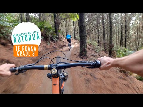 Te Poaka Trail, Rotorua - The FLOWIEST new track