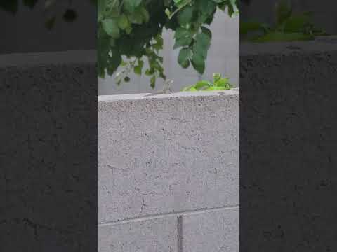 Harry Caray is a Lizard? #cubswin