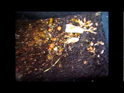 Feeding Compost worms, Worm bin update Part 2....