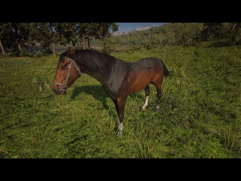 How To Get The Dark Bay Turkoman In Chapter 3