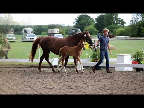 Nr. 23 Hengst von By Your Side-Don Larino-Weltmeyer