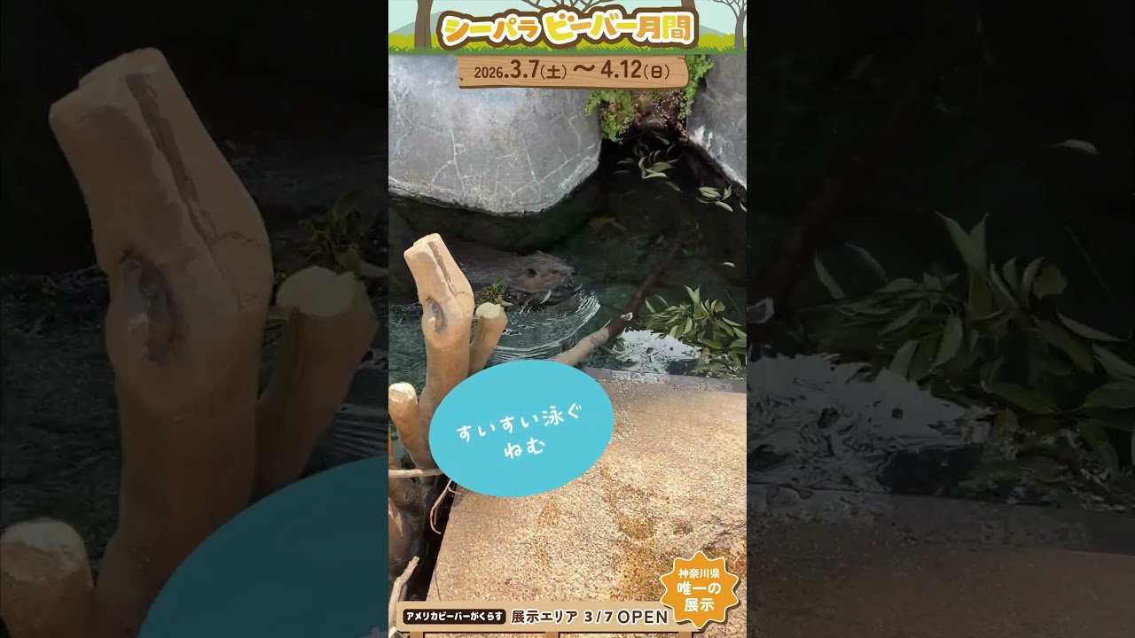 シーパラ ビーバーチャンネル～ねむ編③～#横浜八景島シーパラダイス #八景島 #シーパラ#アクアミュージアム #フォレストリウム#アメリカビーバー #ビーバー #シーパラビーバー月間