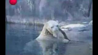 Trópico de Cancer - Cafe Tacuba