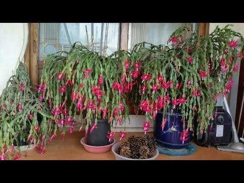 , title : '게발선인장 잘 키우는 법(번식,삽목,분갈이,물주기,꽃피우기) How to grow a Christmas cactus well.'