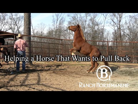 Helping a Horse That Wants to Pull Back Preview