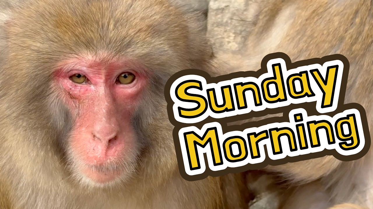 開園すぐのサルたち