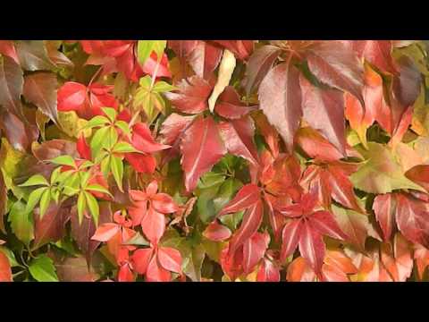 Parthenocissus quinquefolia 'Engelmannii'