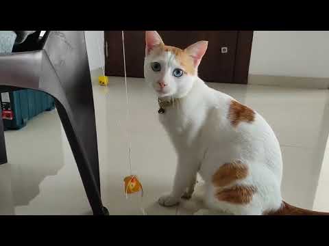 Cute and Funny Cat Videos   Funny Cat Videos   No Copyright Claim