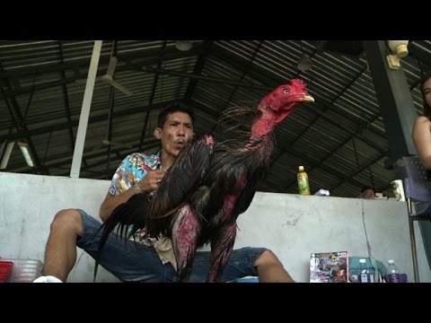 , title : 'Le combat de coqs, une tradition bien vivante en Thaïlande'