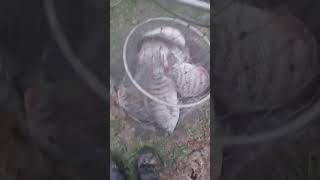 PESCARIA NA DIÁRIA NO PESQUEIRO CALIFÓRNIA. JORGINHO REBENTOU COM A MASSA JACATOP BARBAPESCARIAS!