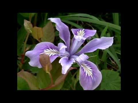 STRAUSS  - "Voices of Spring"   Waltz