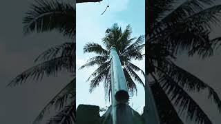 Download lagu SENAPAN KELERENG NEMBAK BURUNG #shorts mp3
