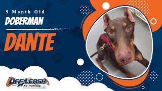 Download Lagu Dante | 9 Month Old Doberman | Off Leash Doberman Training, Atlanta Thumbnail