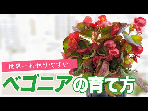 ベゴニアの花を咲かせるにはどうすればよいですか？栽培方法、開花、手入れのヒント  庭園